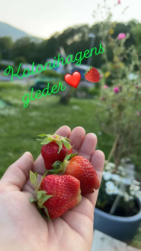 Bilde